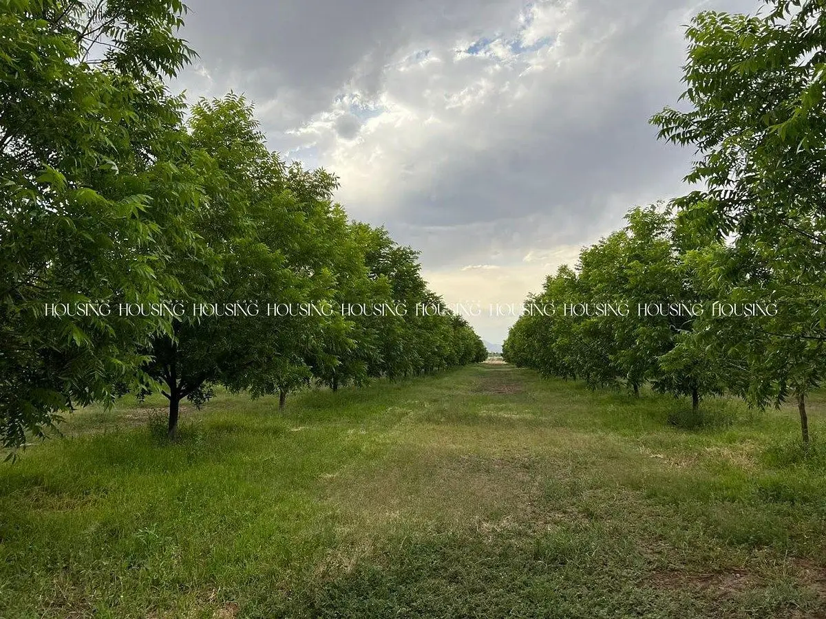 Nogalera en Venta — foto 5