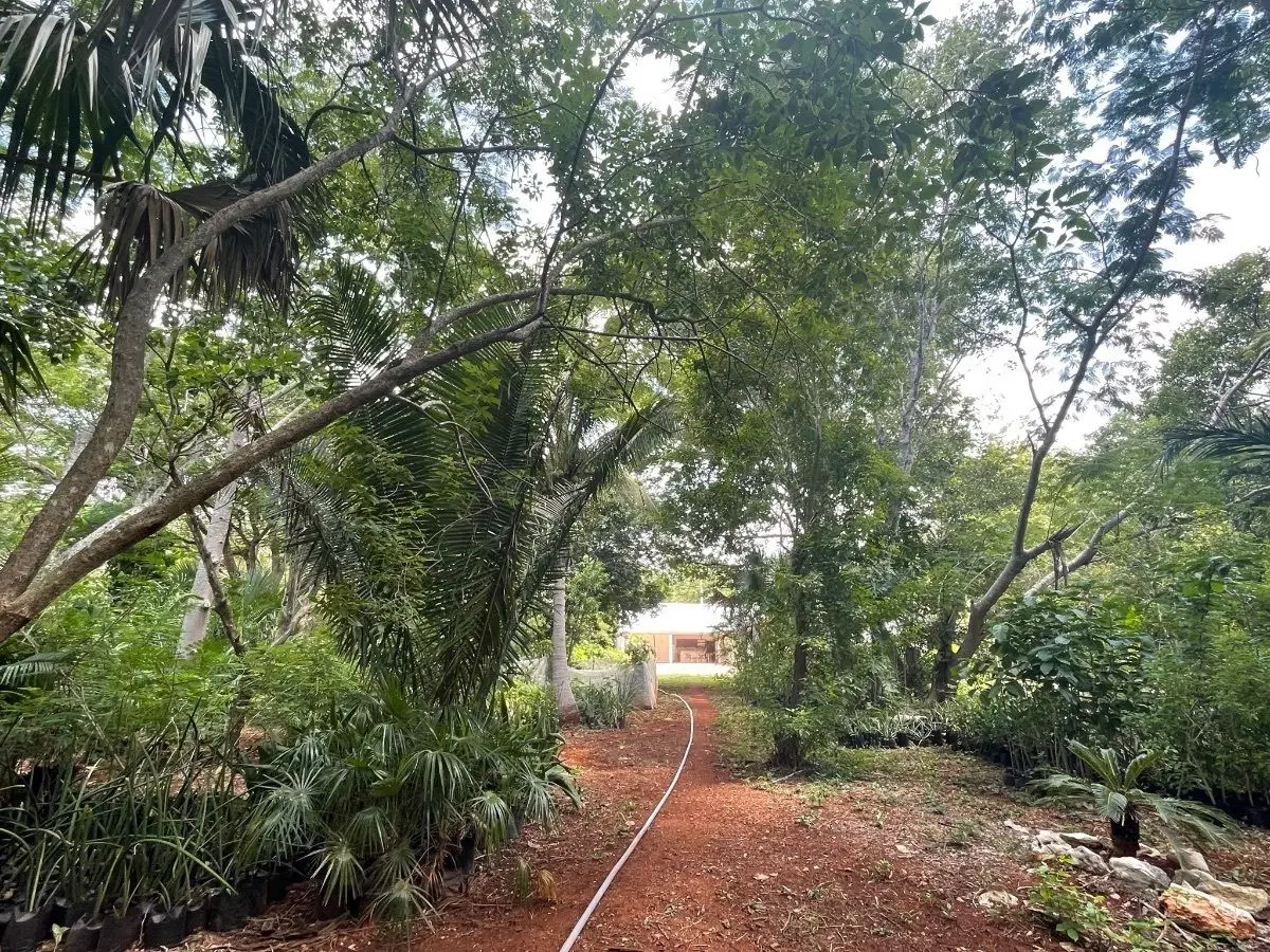 Hermosa Finca de 114 hectáreas en venta cerca de Mérida — foto 6