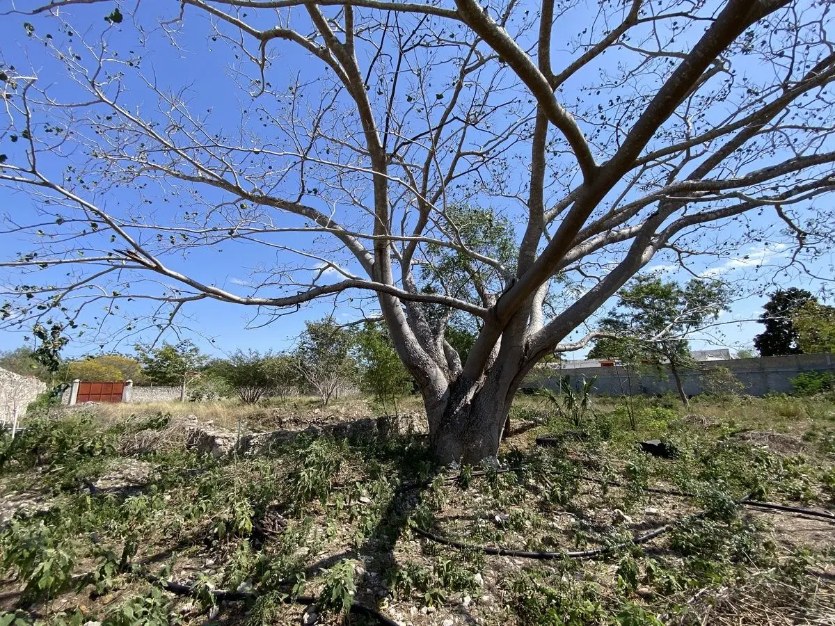 Terreno en venta ubicado en Caucel, Mérida, Yucatán — foto 4