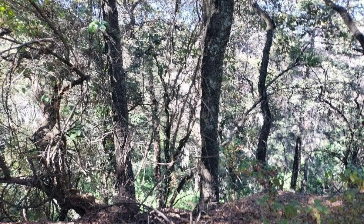 $2,950/ m2 Venta Terreno Jesus del Monte Huixquilucan — foto 4