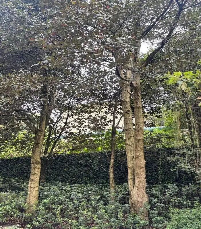 Terreno en Venta Frente a Club de Bosques de Santa Fe — foto 2