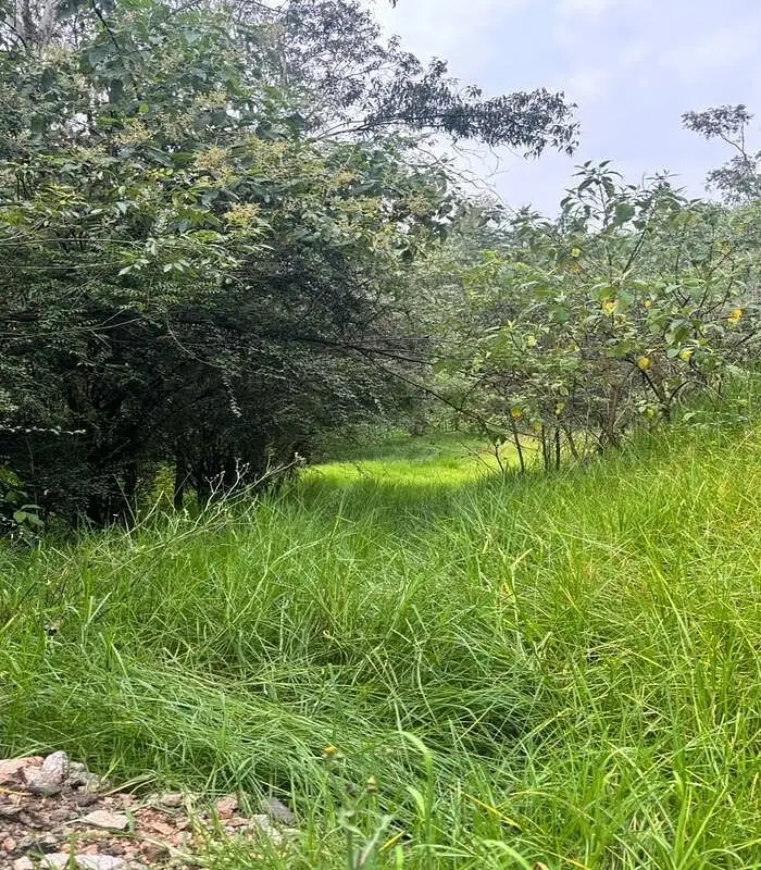Terreno en Venta Frente a Club de Bosques de Santa Fe — foto 5