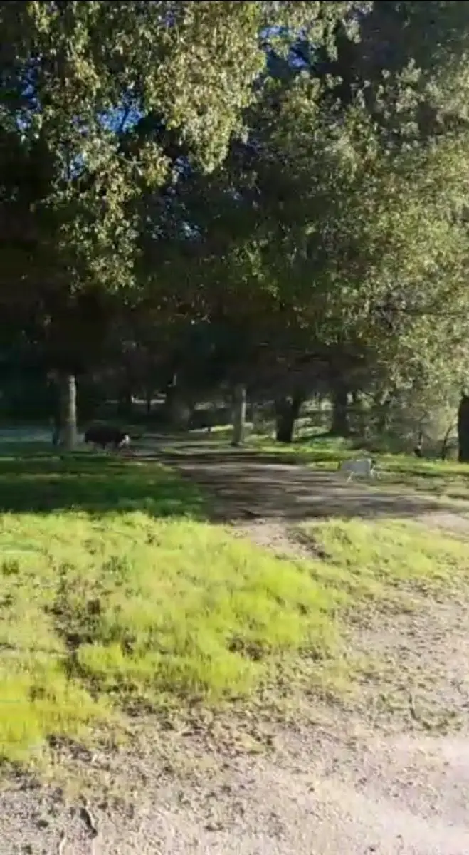 Terreno campestre — foto 4