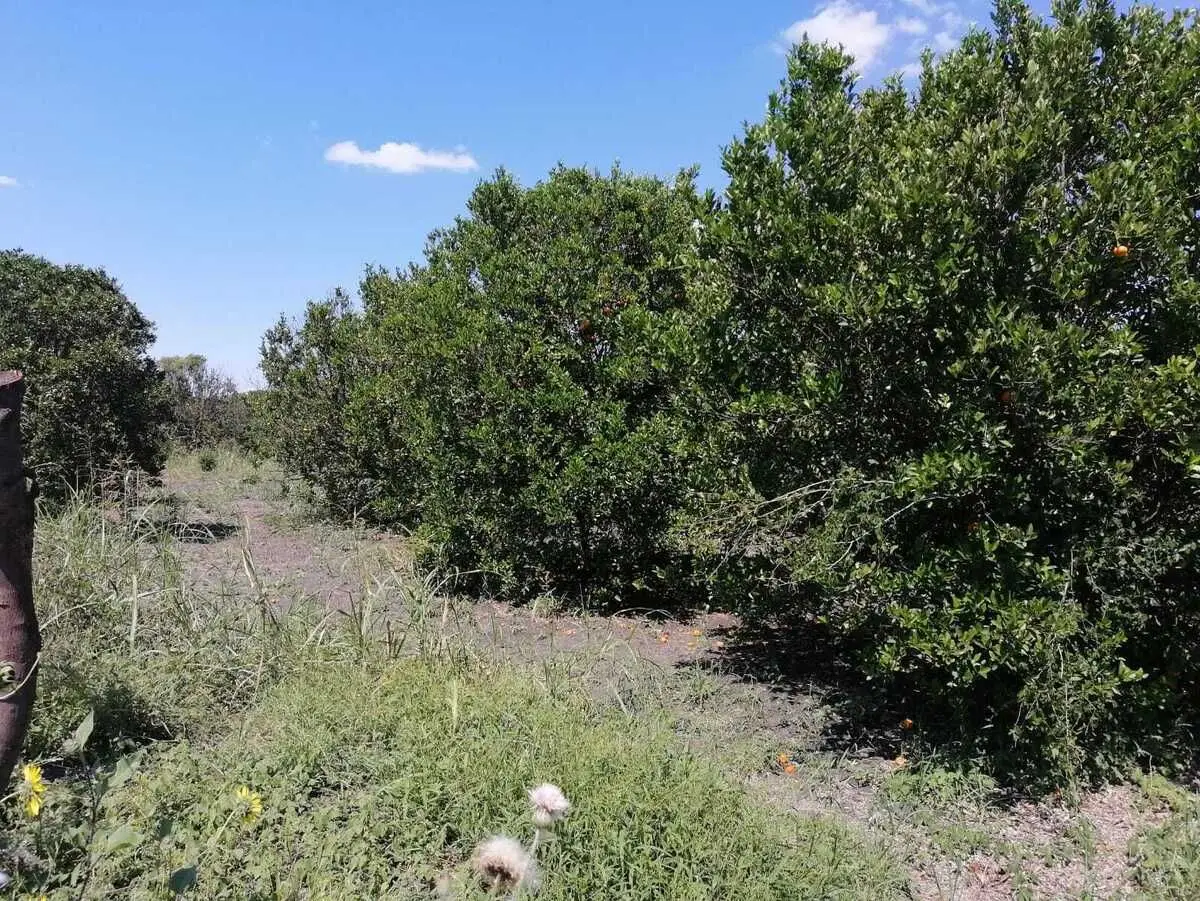 Terreno en venta en Montemorelos — foto 2