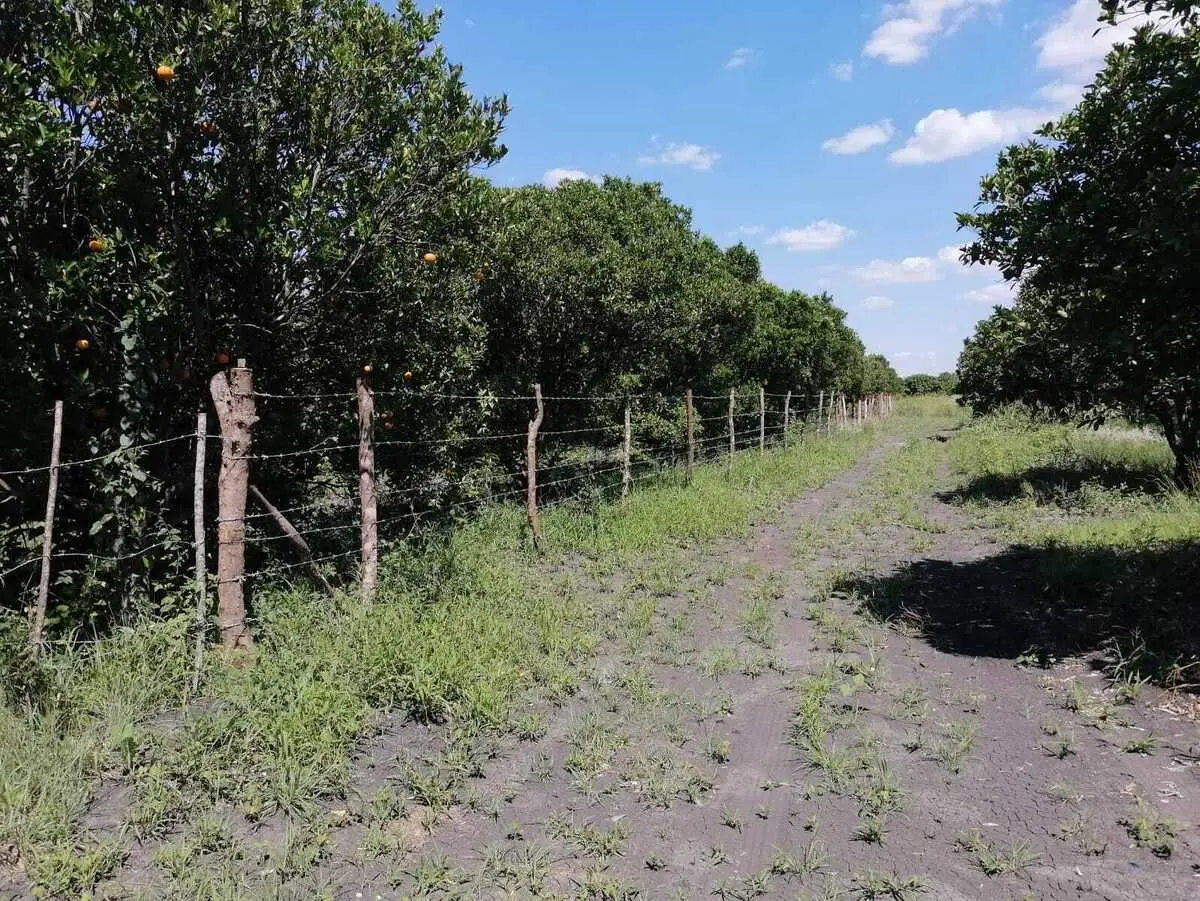 Terreno en venta en Montemorelos — foto 4
