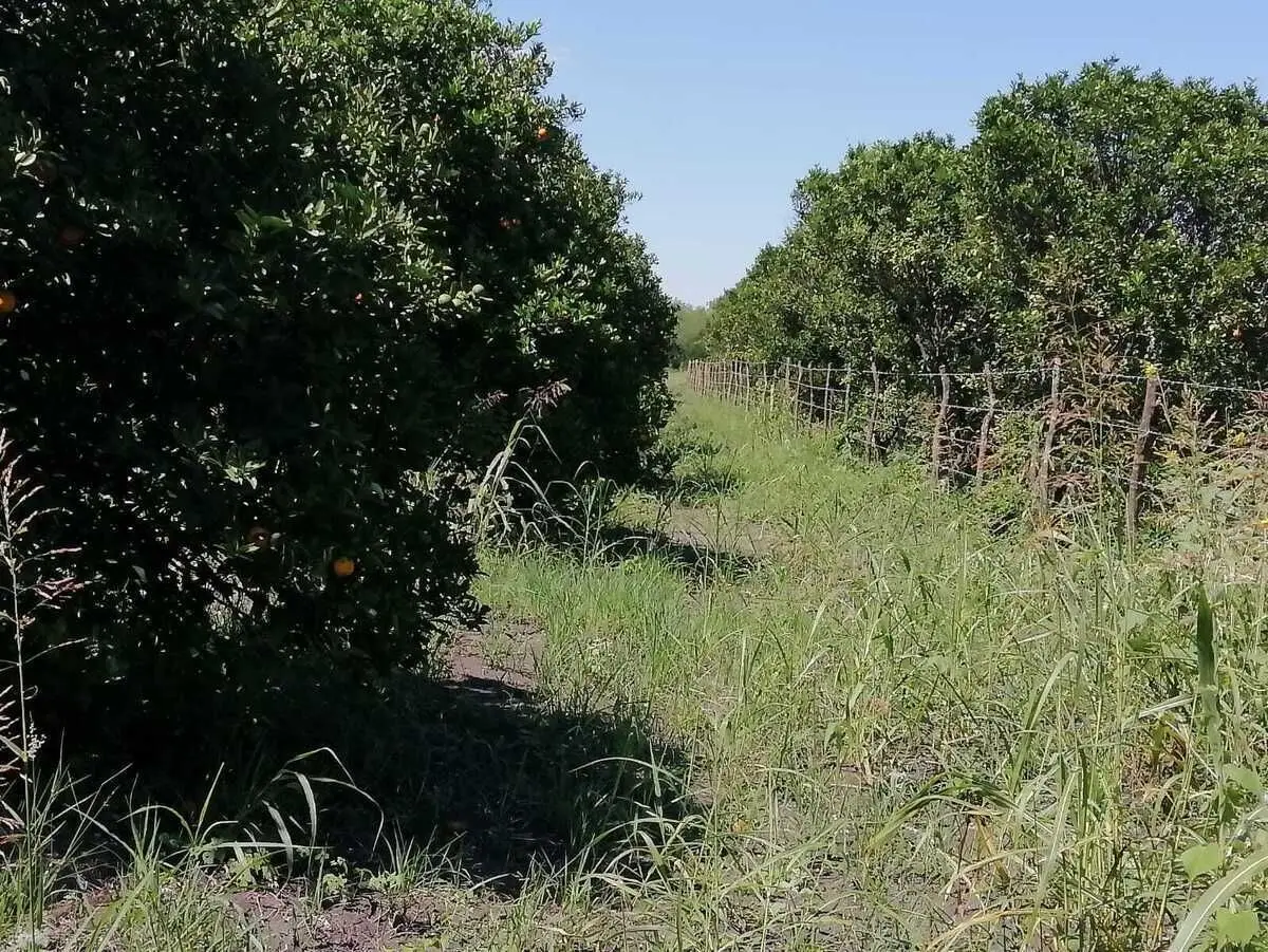 Terreno en venta en Montemorelos
