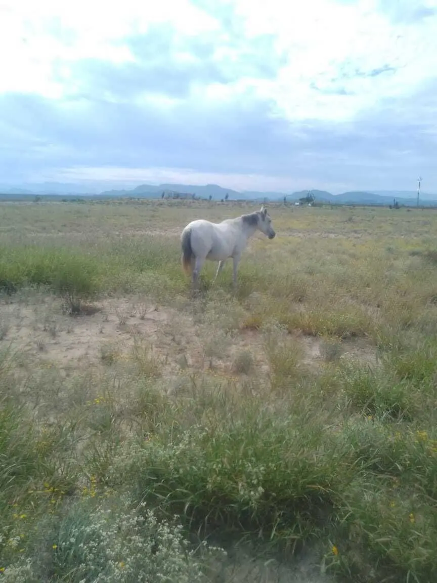Terreno en venta en Ramos Arizpe