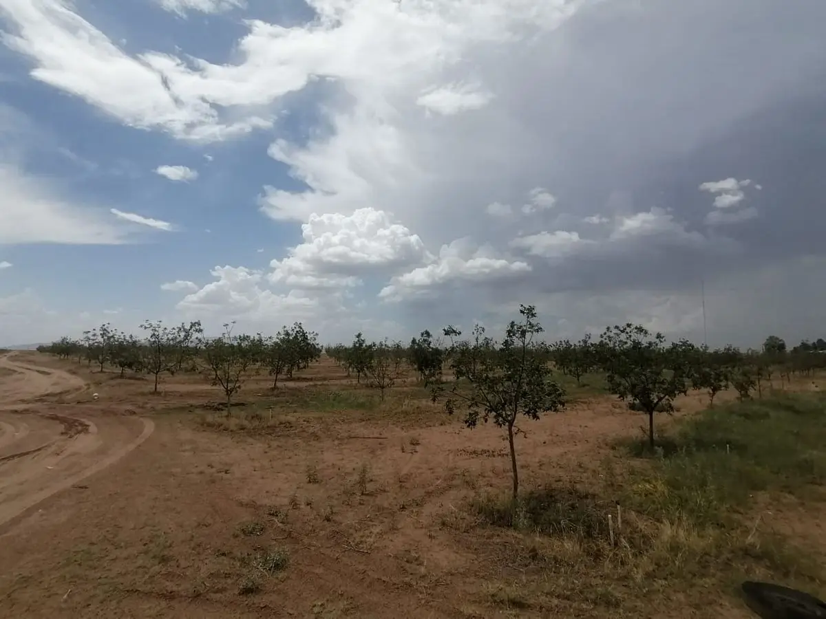 Huerta nogalera en area Delicias en excelente ubicacion — foto 2