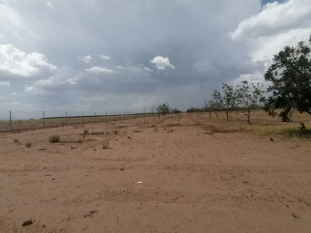 Huerta nogalera en area Delicias en excelente ubicacion — foto 3