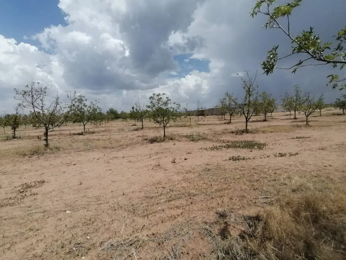 Huerta nogalera en area Delicias en excelente ubicacion — foto 6