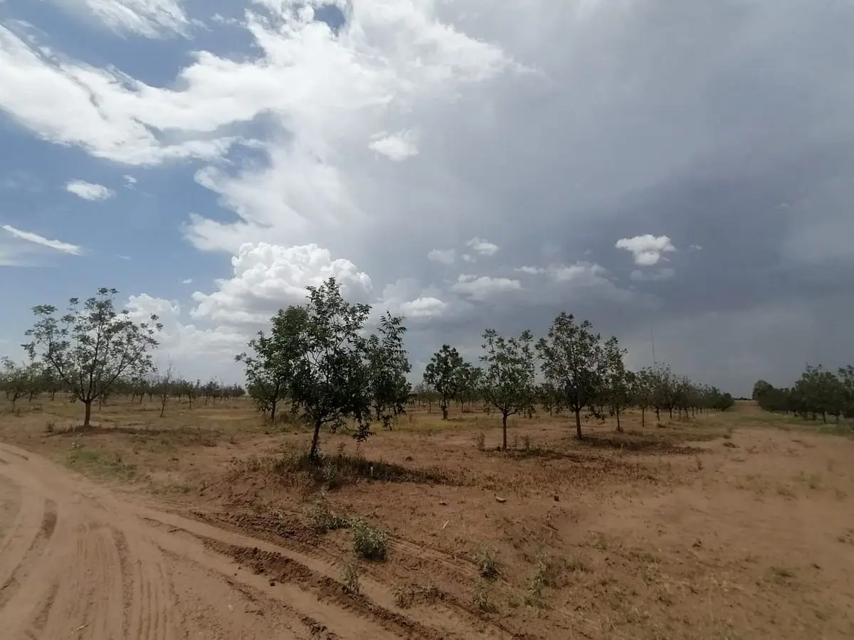 Huerta nogalera en area Delicias en excelente ubicacion — foto 7