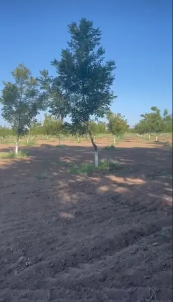 Rancho Nogalero en Venta en Lázaro Cárdenas. — foto 2