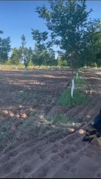 Rancho Nogalero en Venta en Lázaro Cárdenas. — foto 3