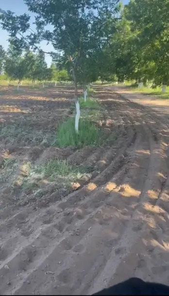 Rancho Nogalero en Venta en Lázaro Cárdenas. — foto 5