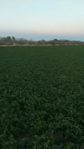 Rancho Nogalero en Venta en Lázaro Cárdenas. — foto 6