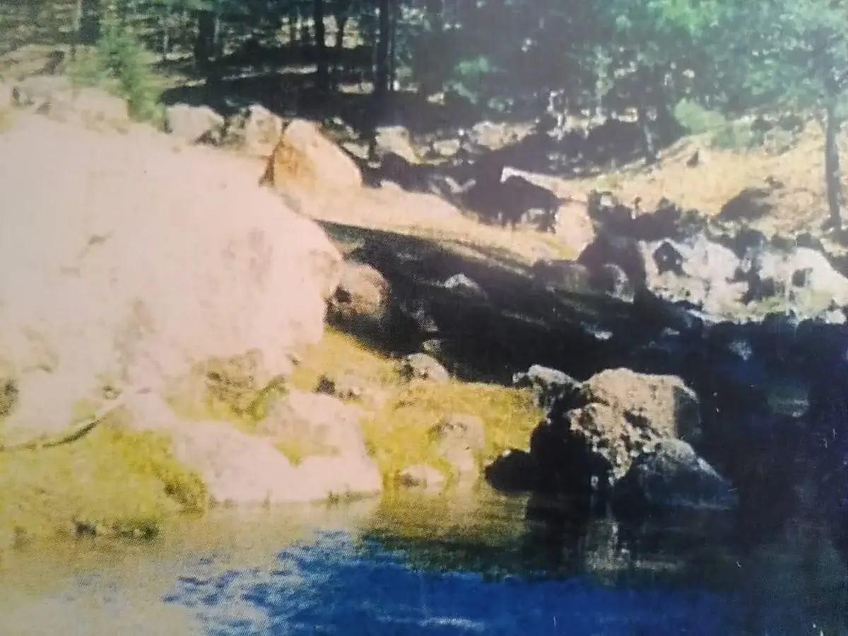 Sierra Tarahumara San Juanito Sobre Carretera Rancho Forestal — foto 6