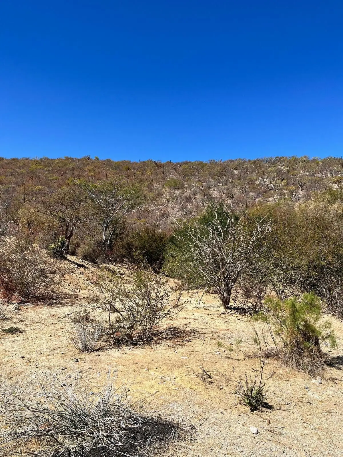 ¡Oportunidad de Inversión! Terreno en el Cardonal (Las tinas) — foto 2