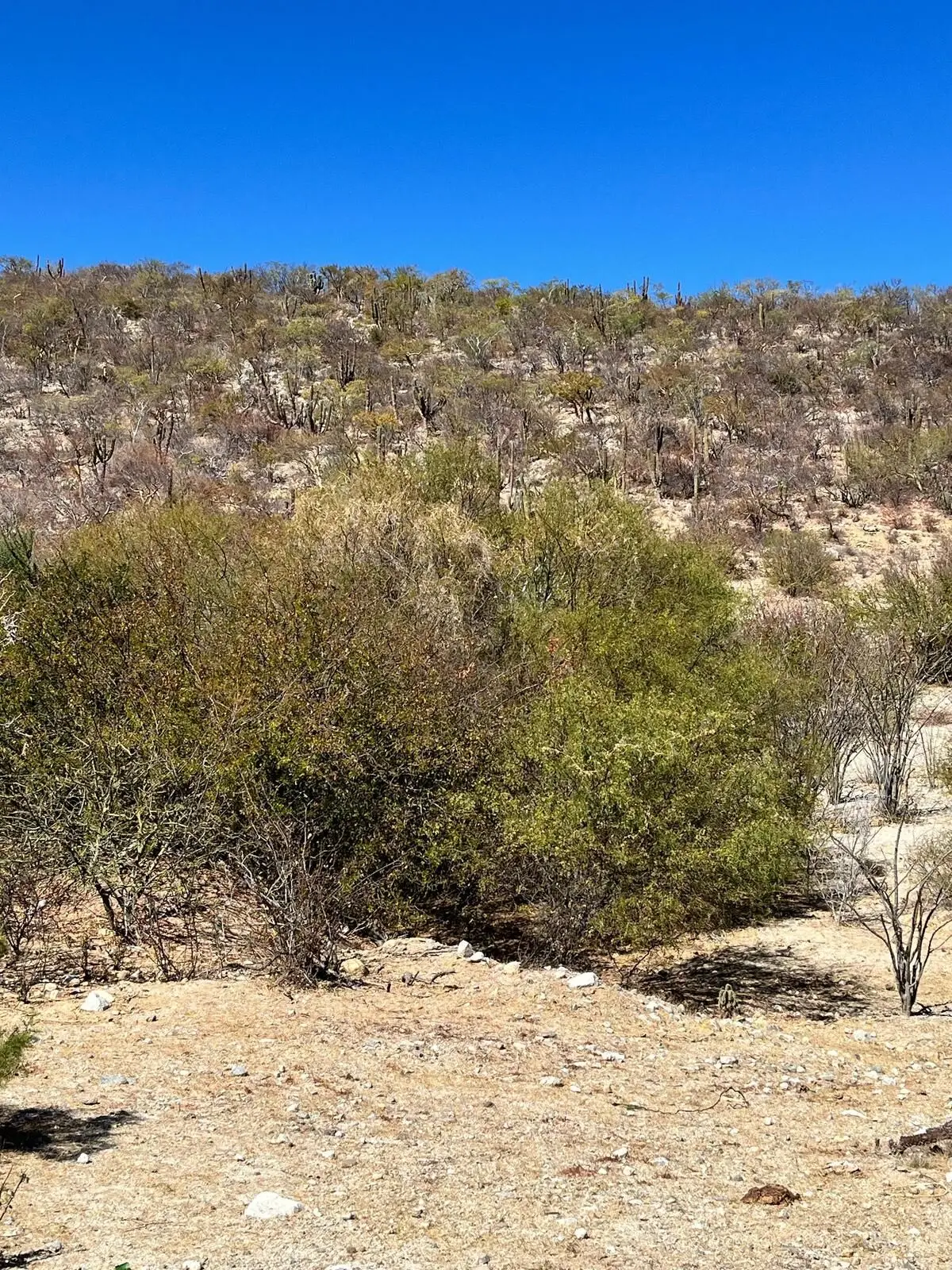 ¡Oportunidad de Inversión! Terreno en el Cardonal (Las tinas) — foto 4