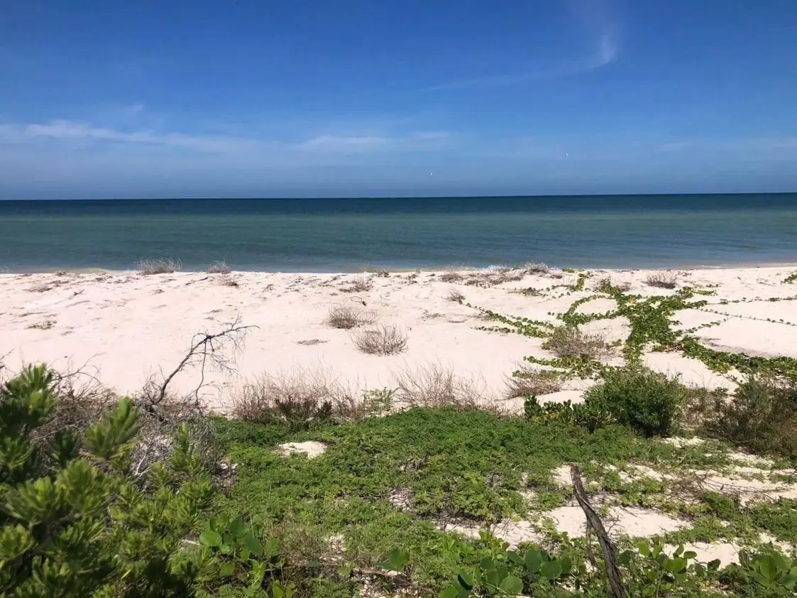 En Venta Terreno Ubicado en Sisal Frente al Mar — foto 2