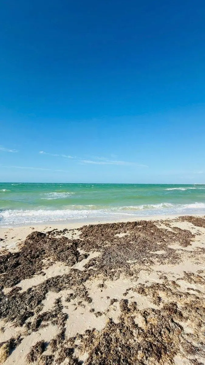En Venta Terreno Frente al Mar en Chuburná Puerto Progreso Yucatán — foto 5