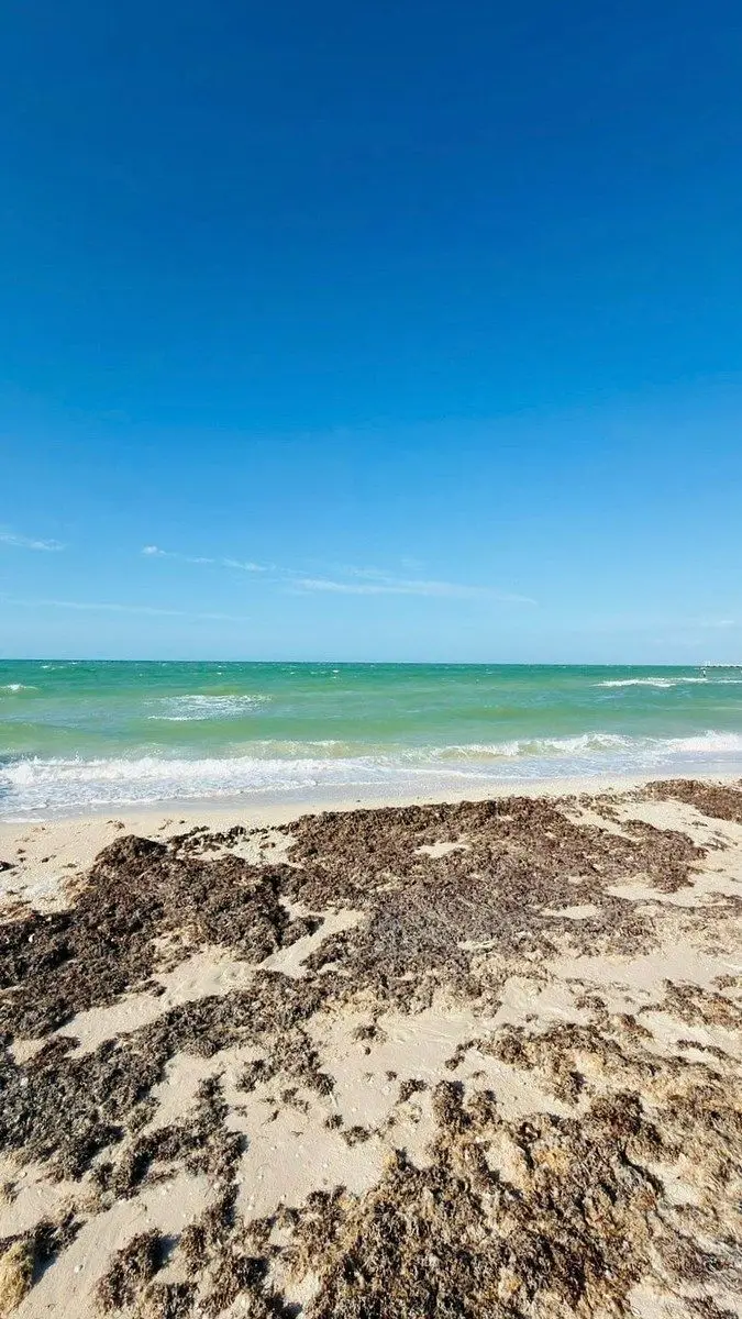 En Venta Terreno Frente al Mar de Yucatán en Chuburná Puerto Progreso — foto 5