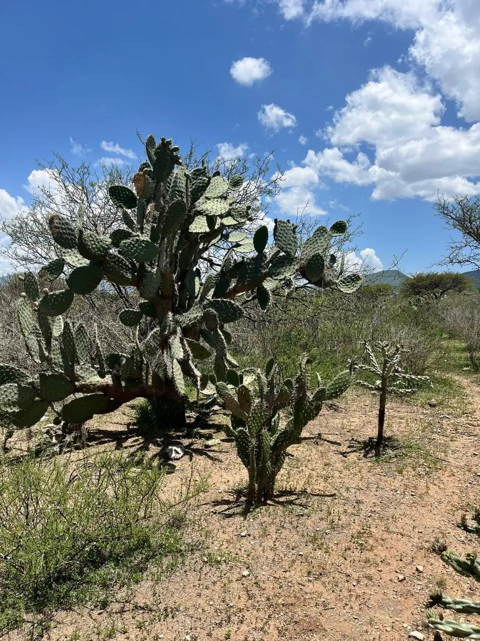 Venta Terreno Zona Vitivinicola Queretaro