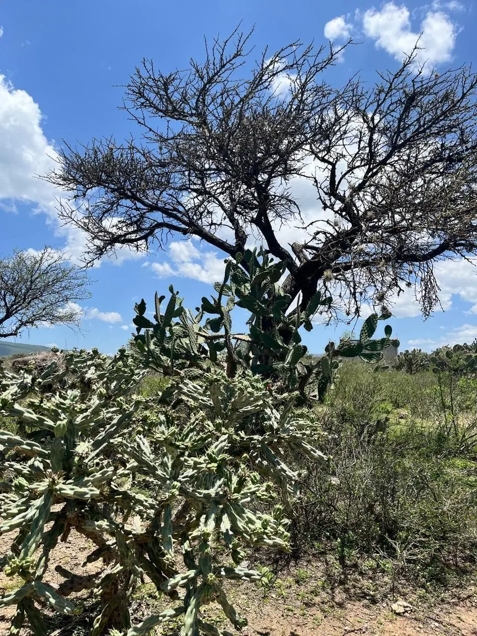 Venta Terreno Zona Vitivinicola Queretaro — foto 2