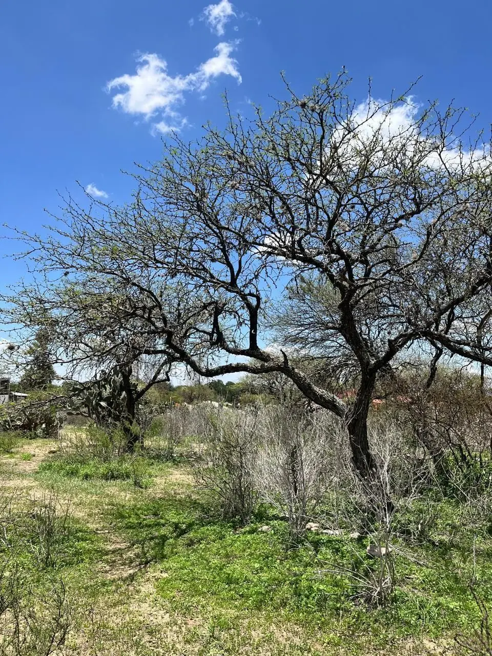 Venta Terreno Zona Vitivinicola Queretaro — foto 4