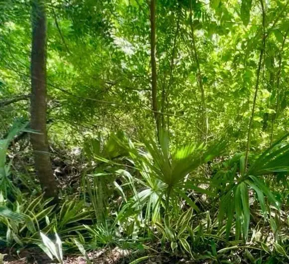 Lote en Zona Residencial en Playacar Playa del Carmen — foto 2