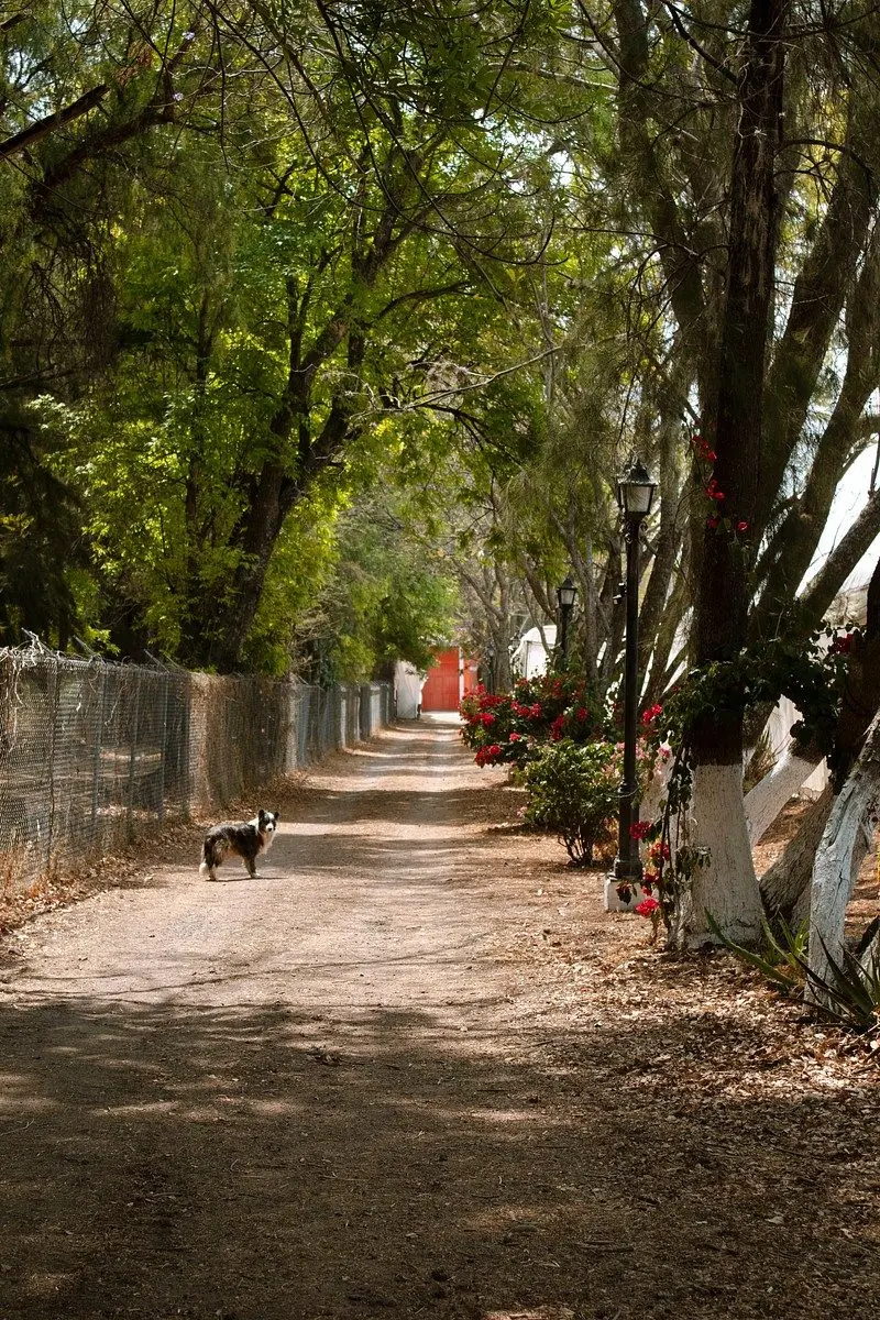 Finca en Venta Comonfort, Guanajuato — foto 5