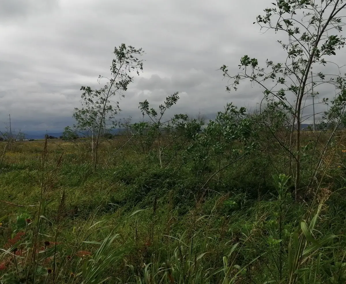 Venta de Terreno Industrial — foto 3