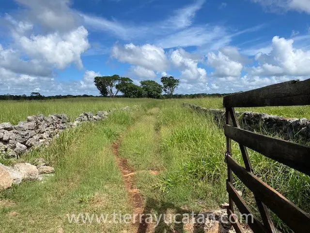 Rancho Osorio: Hermosa Ganadería en las Afueras de Tepakan