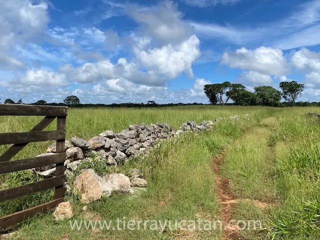 Rancho Osorio: Hermosa Ganadería en las Afueras de Tepakan — foto 2