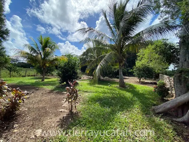 Rancho Osorio: Hermosa Ganadería en las Afueras de Tepakan — foto 5