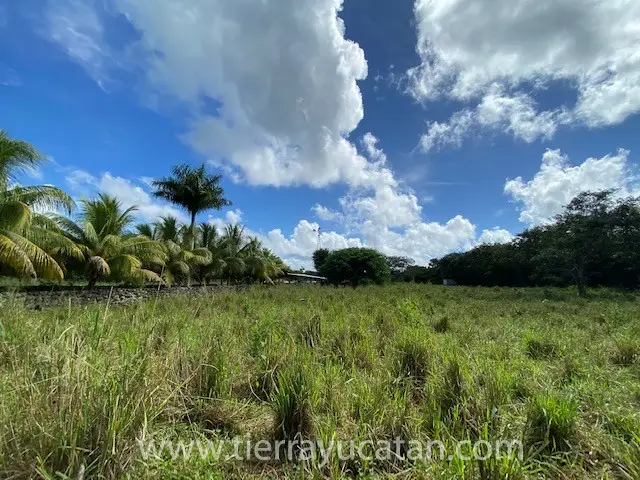 Rancho Osorio: Hermosa Ganadería en las Afueras de Tepakan — foto 6