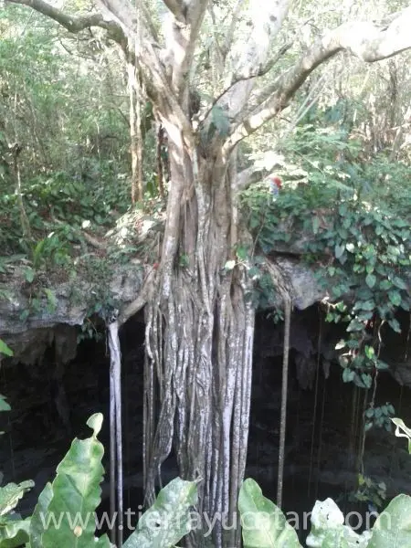 Cenote con 37 Hectáreas a Minutos de Valladolid — foto 3