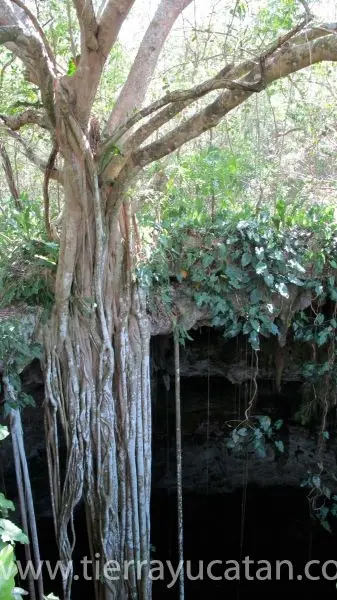 Cenote con 37 Hectáreas a Minutos de Valladolid — foto 5