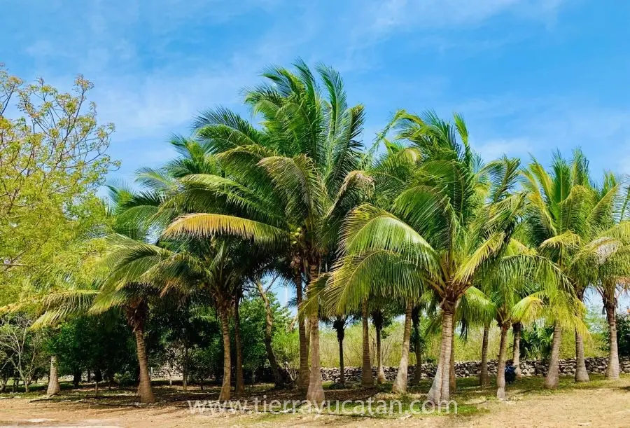 Rancho de Casi 8 Hectareas de Terreno en Yobain, con Árboles Frutales, Propiedad Privada No Ejido! — foto 3