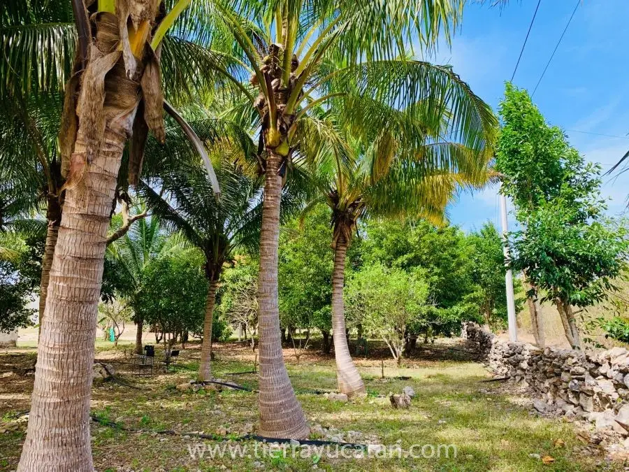 Rancho de Casi 8 Hectareas de Terreno en Yobain, con Árboles Frutales, Propiedad Privada No Ejido! — foto 4