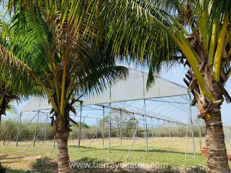 Rancho de Casi 8 Hectareas de Terreno en Yobain, con Árboles Frutales, Propiedad Privada No Ejido! — foto 5