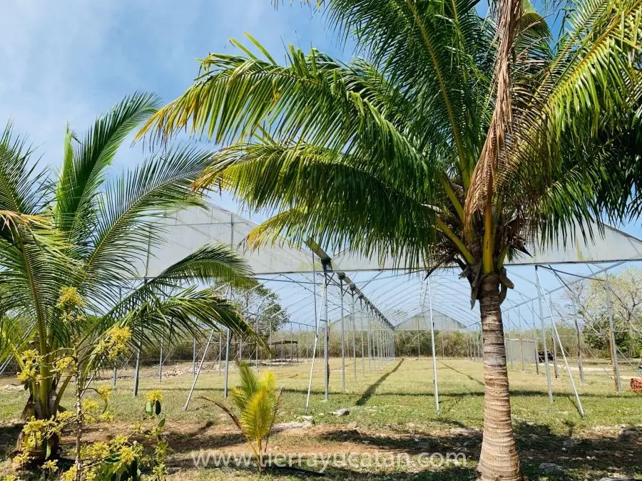 Rancho de Casi 8 Hectareas de Terreno en Yobain, con Árboles Frutales, Propiedad Privada No Ejido! — foto 6