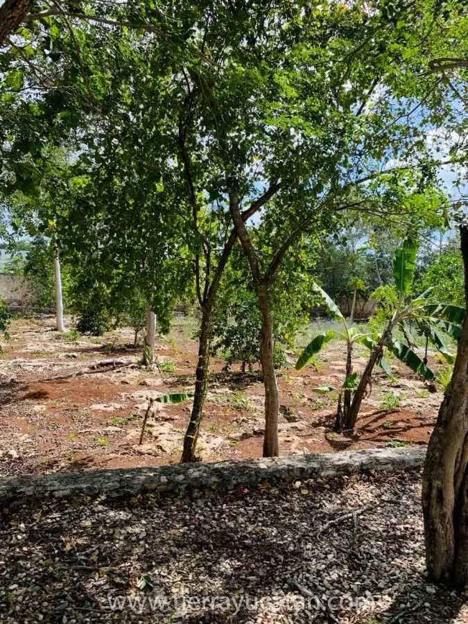 Quinta en Venta en Ticuch Valladolid, con Energía Solar, Ideal para un Retiro — foto 4