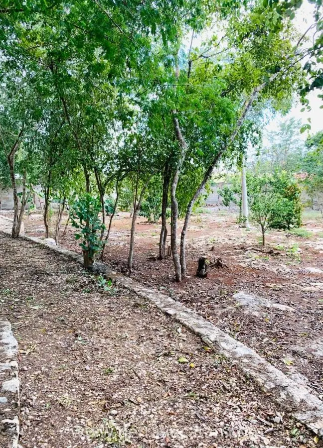 Quinta en Venta en Ticuch Valladolid, con Energía Solar, Ideal para un Retiro — foto 5