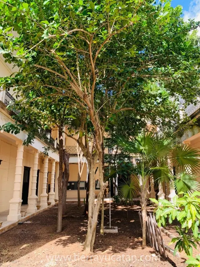 Edificio Colonial, Joya Histórica Testigo de Increíbles Sueños con Uso Comercial, Ahora Se Encuentra en Renta. — foto 11