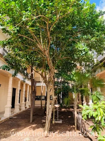 Joya Histórica en Renta en el Centro de Mérida – ¡Tu Futuro Proyecto de Hotel Boutique! — foto 6