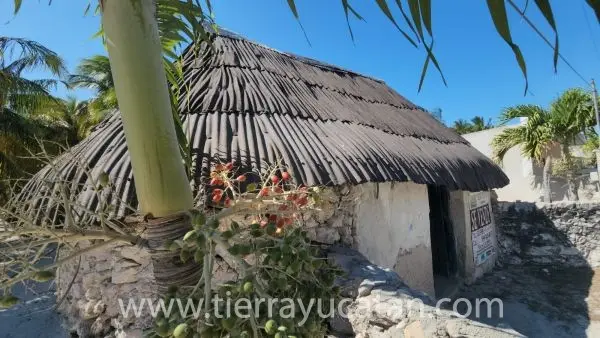 Lote de Playa con Hermosas Palmeras y Casa Maya en Telchac, 4 Cuadras al Mar — foto 5