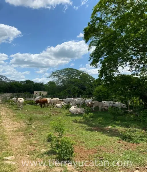 Rancho Ganadero y Agrícola en Izamal – 680 con 4 Km Frente a Carretera