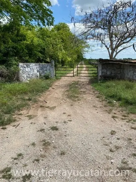 Rancho Ganadero y Agrícola en Izamal – 680 con 4 Km Frente a Carretera — foto 2