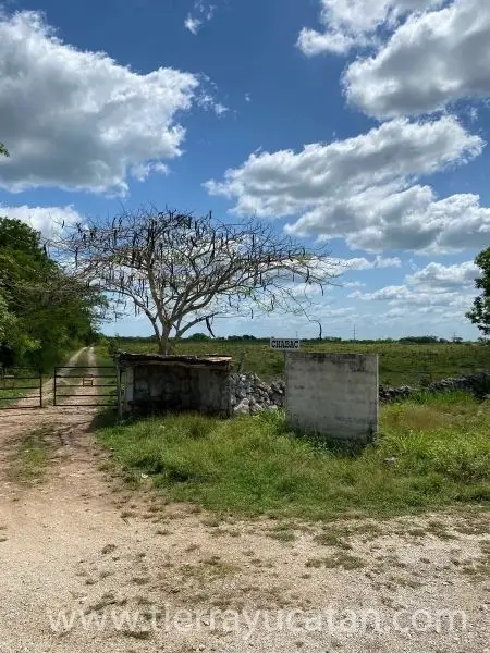 Rancho Ganadero y Agrícola en Izamal – 680 con 4 Km Frente a Carretera — foto 3