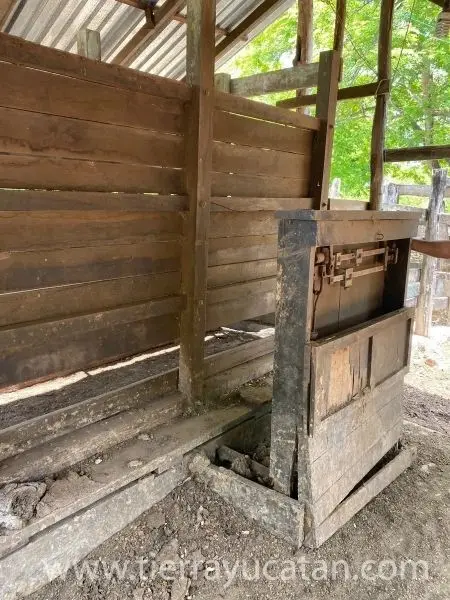 Rancho Ganadero y Agrícola en Izamal – 680 con 4 Km Frente a Carretera — foto 4